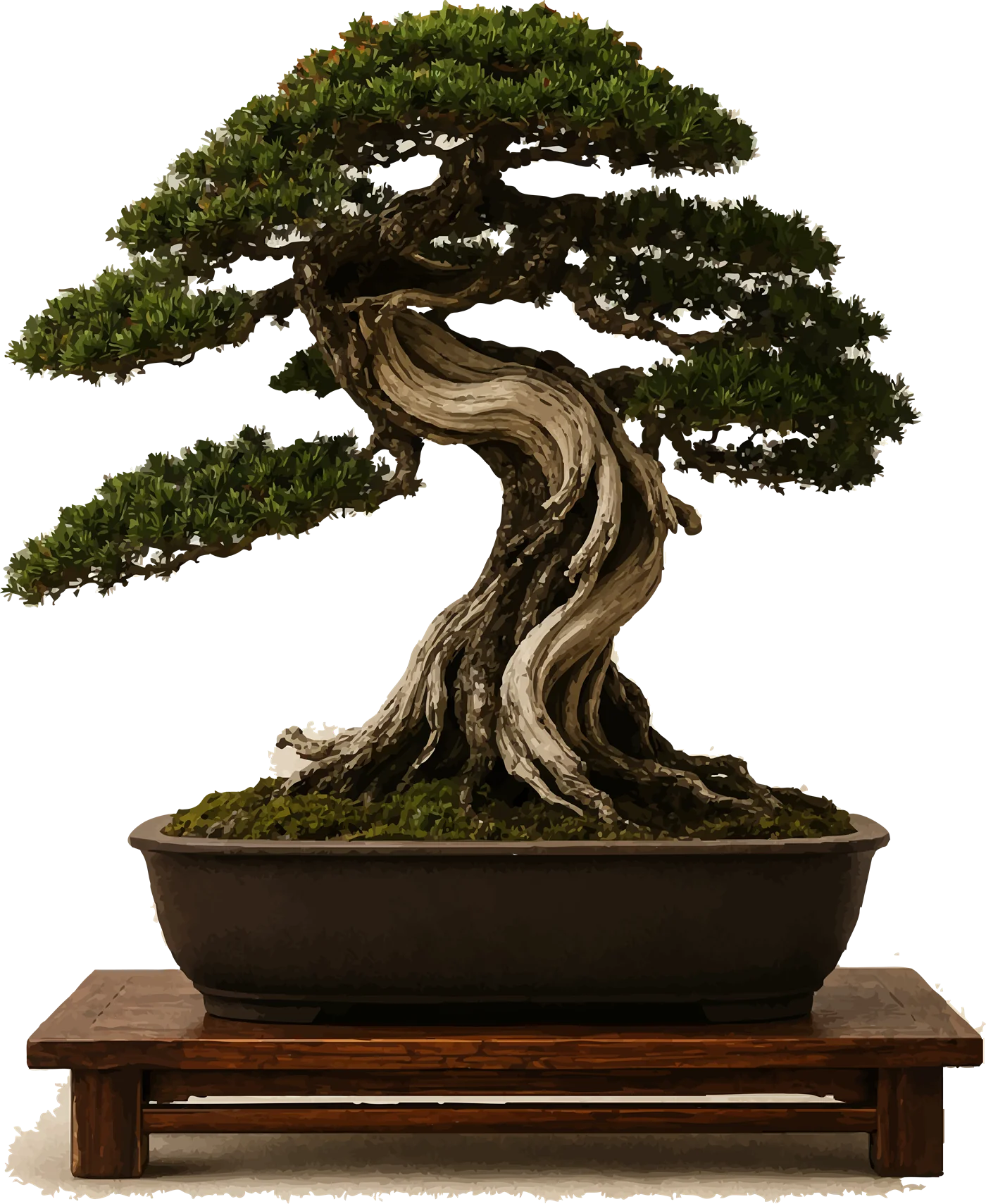 Bonsai with a twisted trunk in a brown pot on a wooden table